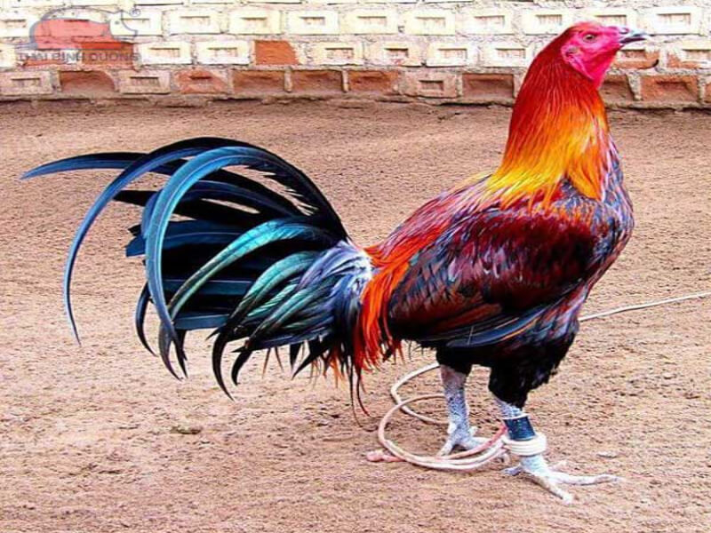 Đặc điểm của giống gà Peru là gì?