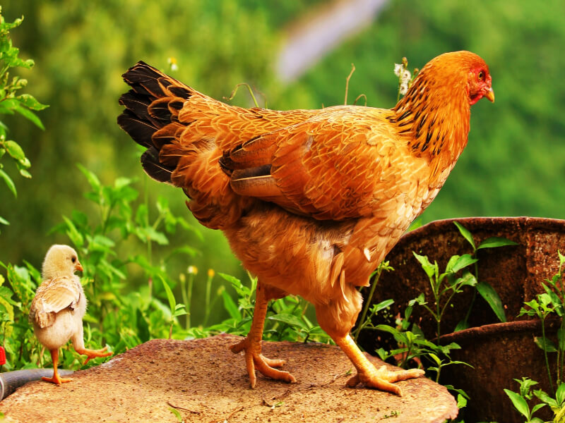 Học cách nuôi gà chọi đúng chuẩn