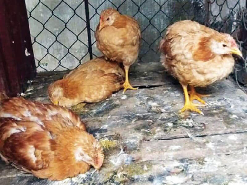 Cách chữa gà chọi bị đi ngoài hiệu quả tốt nhất