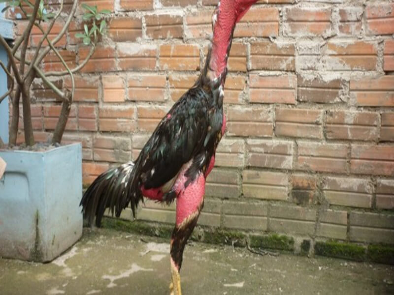 Cách chữa gà chọi bị đi ngoài dựa trên bài thuốc dân gian